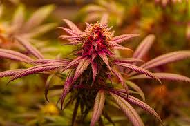 Cannabis Seeds Montana A Comprehensive Guide