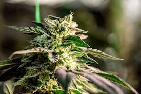 Cannabis Seeds Montana A Comprehensive Guide